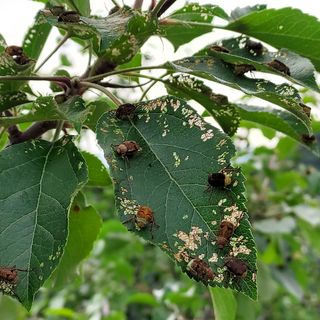유광종님의 사과 · 병해충상담 작성글 사진