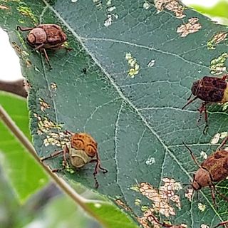 유광종님의 사과 · 병해충상담 작성글 사진