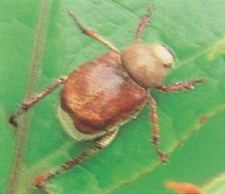 유광종님의 사과 · 병해충상담 작성글 사진