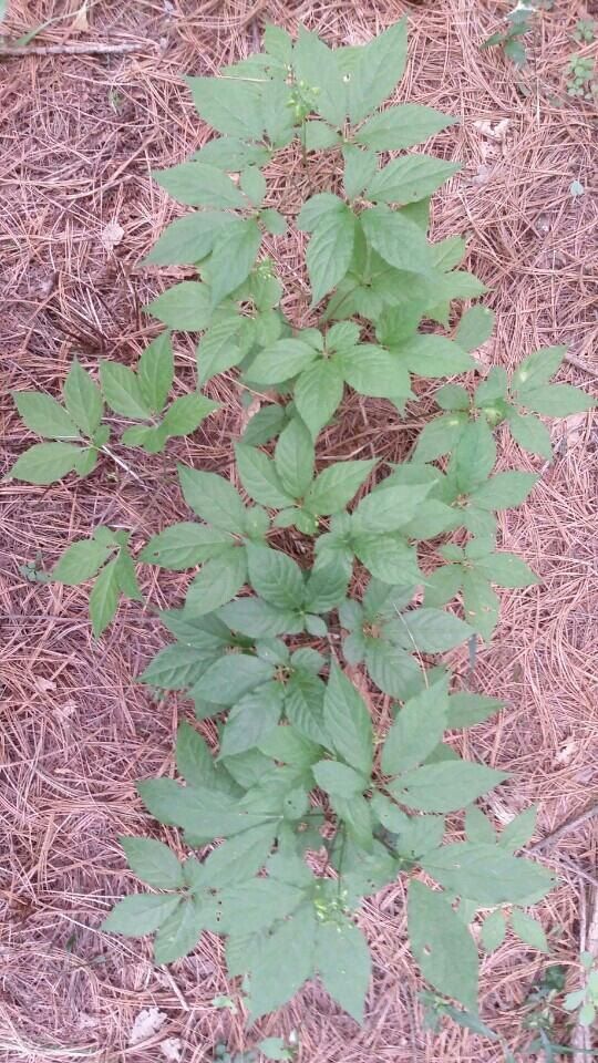 장터 상품 [장뇌삼 할인판매 ] 썸네일