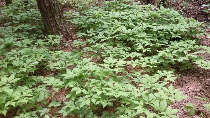 신재용님의 장터 판매 상품 [장뇌삼 할인판매 ] 첨부 사진