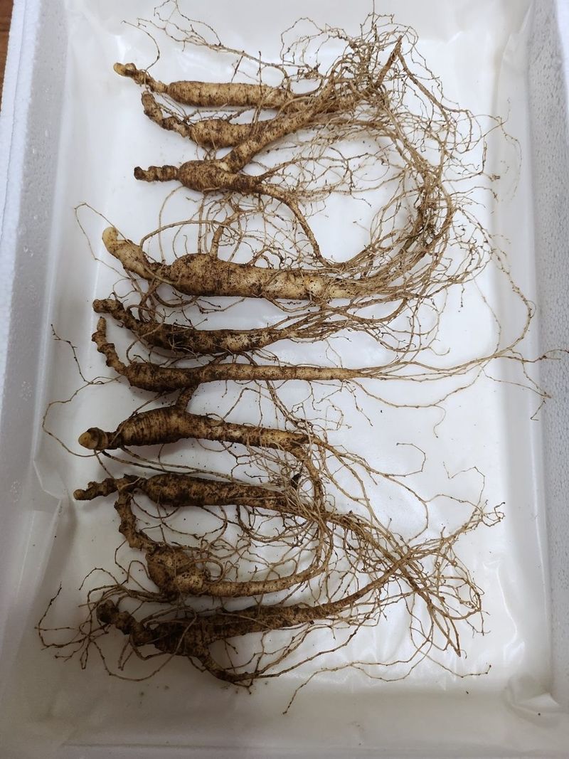 신재용님의 장터 판매 상품 [장뇌삼 할인판매 ] 첨부 사진