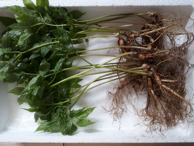 신재용님의 장터 판매 상품 [장뇌삼 할인판매 ] 첨부 사진