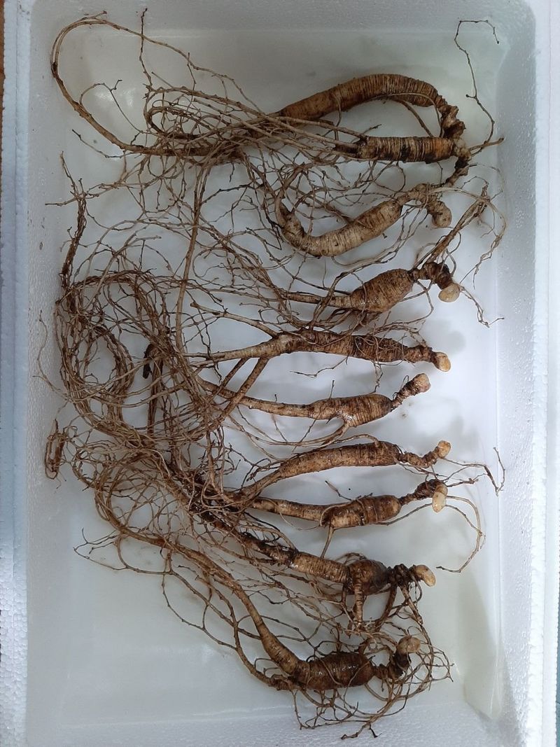 신재용님의 장터 판매 상품 [장뇌삼 할인판매 ] 첨부 사진