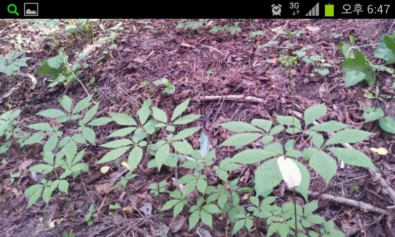 신재용님의 장터 판매 상품 [장뇌삼 할인판매 ] 첨부 사진