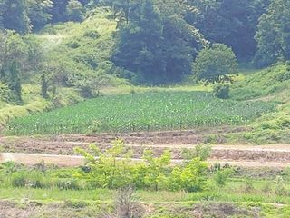 이진권 님의 옥수수 · 영농일지 작성글 사진