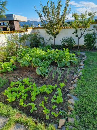 류상수 님의 기타작물 · 병해충상담 작성글 사진