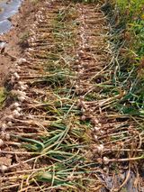 팜모닝 자유주제·자유게시판 게시글 이미지