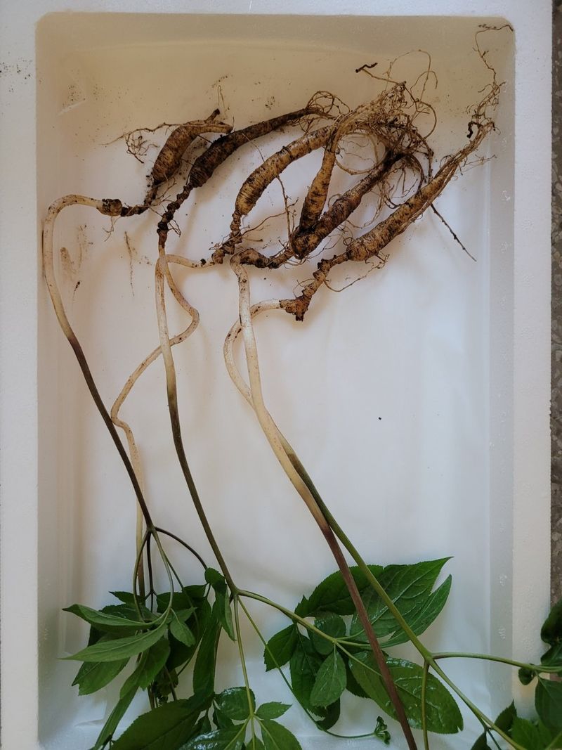 신재용님의 장터 판매 상품 [장뇌삼 할인판매 ] 첨부 사진