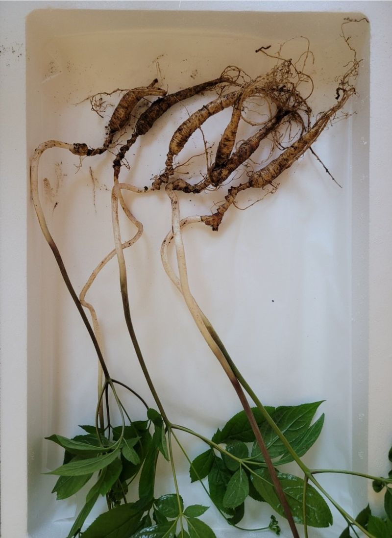 신재용님의 장터 판매 상품 [장뇌삼 할인판매 ] 첨부 사진