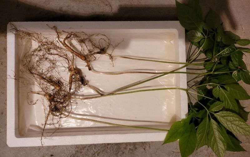 신재용님의 장터 판매 상품 [장뇌삼 할인판매 ] 첨부 사진