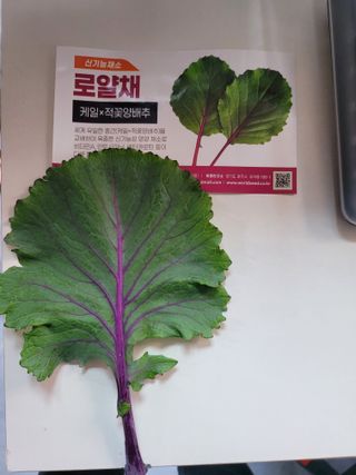 대산농사대장님의 양배추 · 자유게시판 작성글 사진