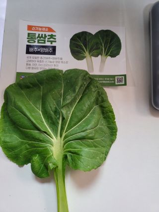 대산농사대장님의 양배추 · 자유게시판 작성글 사진