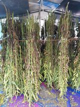 팜모닝 참깨·자유게시판 게시글 이미지