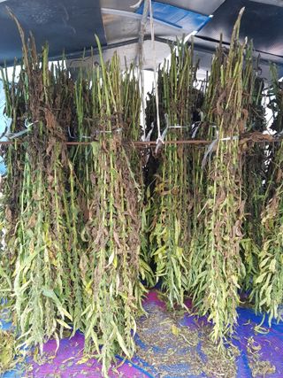 김건호님의 참깨 · 자유게시판 작성글 사진