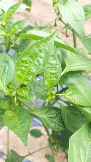 김성구님의 고추 · 병해충상담 작성글 사진