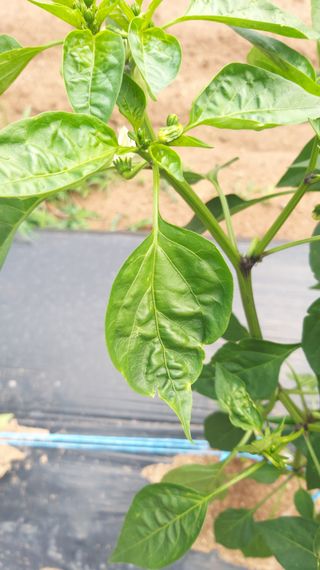 김성구님의 고추 · 병해충상담 작성글 사진