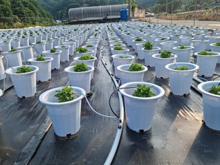 감자10685님의 기타작물 · 영농일지 작성글 사진