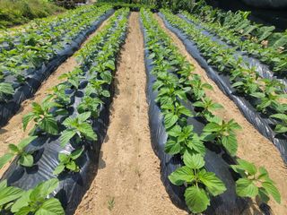 성훈경님의 참깨 · 자유게시판 작성글 사진