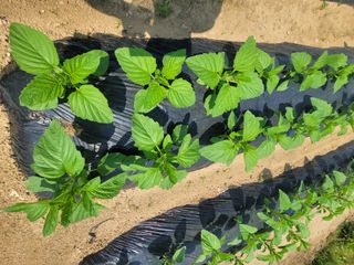 성훈경님의 참깨 · 자유게시판 작성글 사진