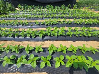 성훈경님의 참깨 · 자유게시판 작성글 사진