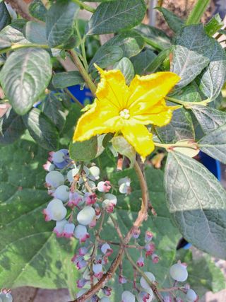 울금박사[빈덕열]님의 자유주제 · 자유게시판 작성글 사진