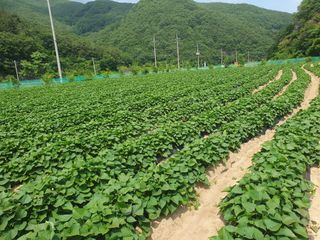 농군님의 고구마 · 자유게시판 작성글 사진