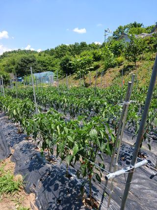 덕촌님의 고추 · 지주설치•유인•성장 작성글 사진