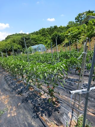 덕촌님의 고추 · 지주설치•유인•성장 작성글 사진