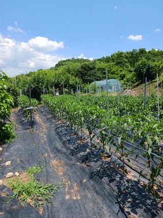 덕촌님의 고추 · 지주설치•유인•성장 작성글 사진