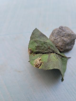 새내기농부님의 배 · 병해충상담 작성글 사진