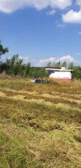 팜모닝 자유주제·자유게시판 게시글 이미지