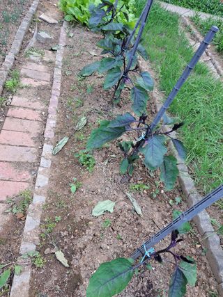 나도농부님의 매일매일 농사공부 · 자유게시판 작성글 사진