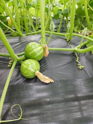 조정분(사랑이엄마)님의 호박 · 자유게시판 작성글 사진