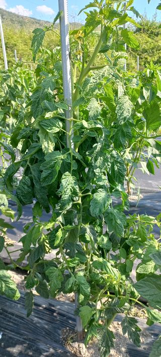 장도리님의 토마토 · 품종•종자 작성글 사진