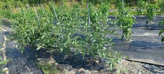 장도리님의 토마토 · 품종•종자 작성글 사진