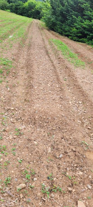 흑도라지흑청 정현숙님의 기타작물 · 자유게시판 작성글 사진