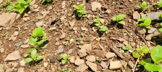 흑도라지흑청 정현숙님의 기타작물 · 자유게시판 작성글 사진