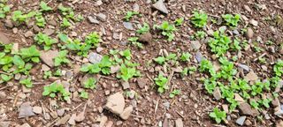 흑도라지흑청 정현숙님의 기타작물 · 자유게시판 작성글 사진