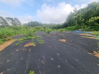 반도님의 팜모닝공식 · 광고승인요청 작성글 사진