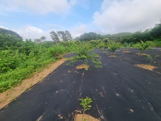 반도님의 팜모닝공식 · 광고승인요청 작성글 사진