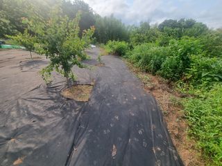 반도님의 팜모닝공식 · 광고승인요청 작성글 사진