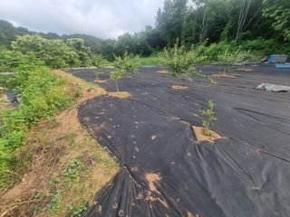 반도님의 팜모닝공식 · 광고승인요청 작성글 사진