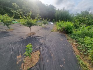 반도님의 팜모닝공식 · 광고승인요청 작성글 사진