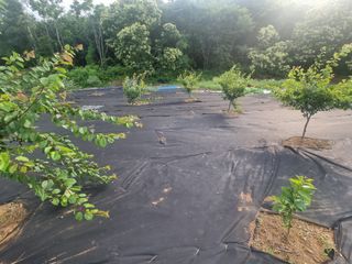 반도님의 팜모닝공식 · 광고승인요청 작성글 사진