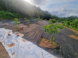 반도님의 팜모닝공식 · 광고승인요청 작성글 사진
