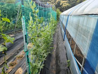 유한양행님의 토마토 · 영농일지 작성글 사진