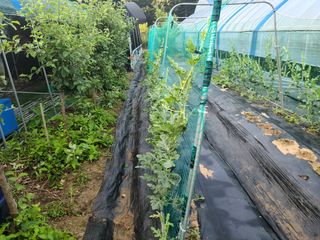 유한양행님의 토마토 · 영농일지 작성글 사진