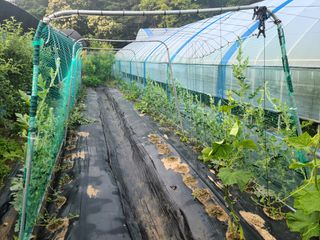 유한양행님의 토마토 · 영농일지 작성글 사진