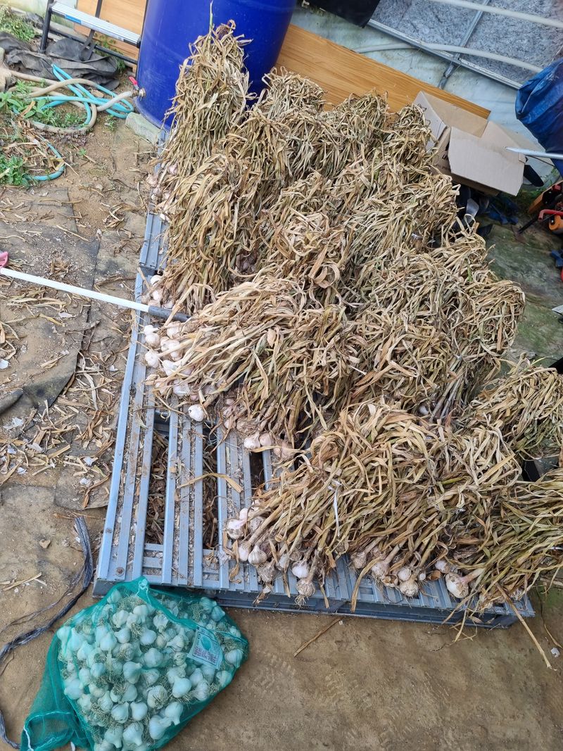 장터 상품 [육쪽 마늘 입니다  농약쓰지 않고 마지막 3주전에 천일염사용하여 마늘 농사 했네요] 썸네일
